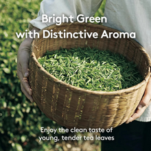 Load image into Gallery viewer, OSULLOC Cold Brew Green Tea Stick &lt;br /&gt; 찬물 녹차
